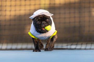 Small brindle French Bulldog in a tennis outfit with a tennis ball