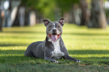 Gray pitbull on the grass at the park