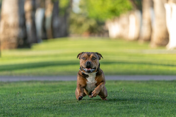 Staffordshire Terrier starting to run