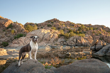 American bulldog posing for an outdoor portrait