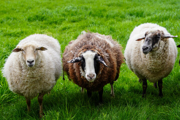 sheep and lambs