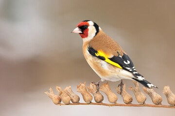 European goldfinch Carduelis carduelis bird songbird wildlife nature predator cock o the north,...