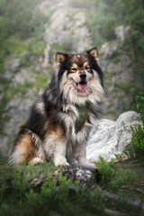 Portrait of Finnish Lapphund dog