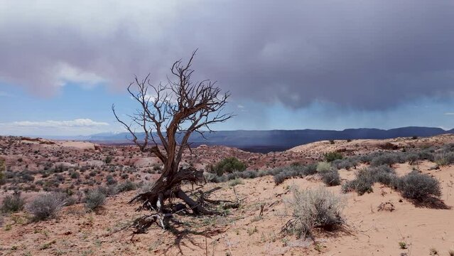 Single tree in the sandy Escalante desert with stormy skies in Utah.