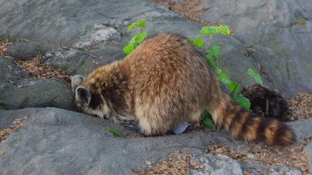 NEW YORK, NEW YORK - USA MAY 8: A wild raccoon walks and looking for foods on the Rock hill of Central Park during dusk in New York City on May 8, 2023.
