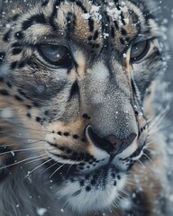 Close-up of a snow leopard’s face, intense gaze, snowflakes clinging to fur, cold wilderness
