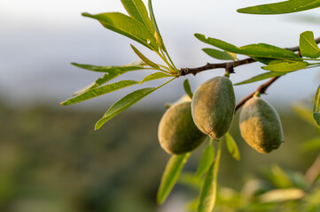 Detail of green almonds on tree in Andalucia (Spain)	