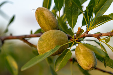 Detail of green almonds on tree in Andalucia (Spain)	