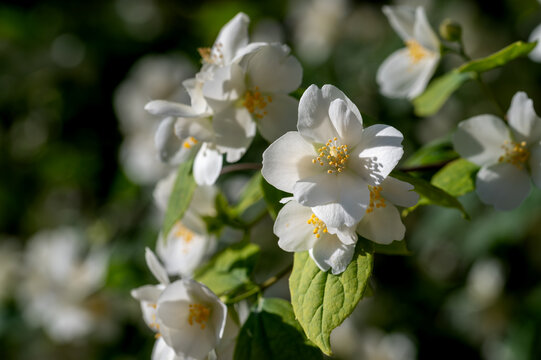 White flowers of celinda (Philadelphus coronarius) in the garden