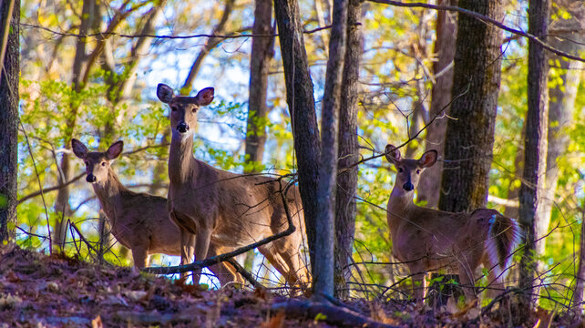 group of deer in the woods in the glow of the morning sunrise