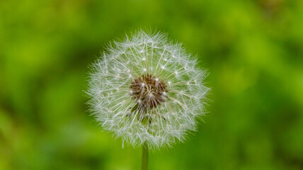 close up dandelion on green background blooming during the summer