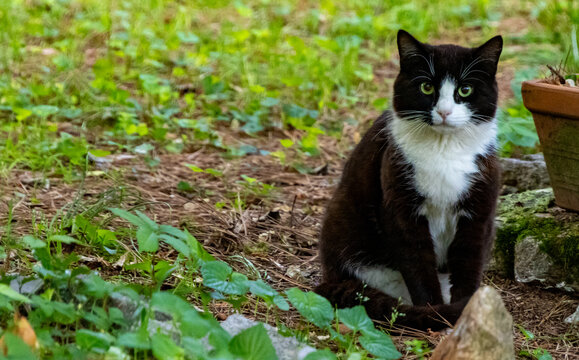 tuxedo black and white cat sitting in the garden