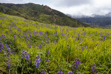 lavender fields with hill
