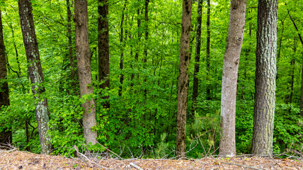 Fototapeta premium dense green forest downhill during summer morning