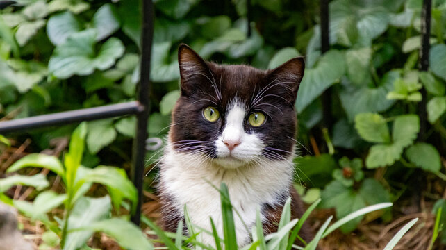 black and white cat looking up from in the grass