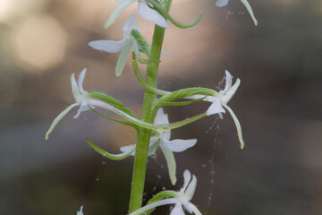 Orchid Inflorescence of Platanthera kuenkelei H.Baumann subsp. kuenkelei (Platanthera bifolia) San...