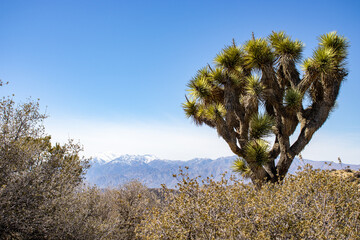 joshua tree