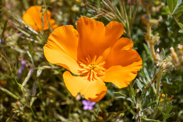 orange poppy flower