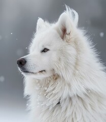 Fototapeta premium b'A white dog looking into the distance with snow falling'