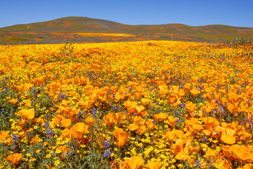 field of poppies