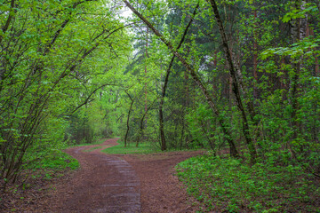 Fototapeta premium road in the forest