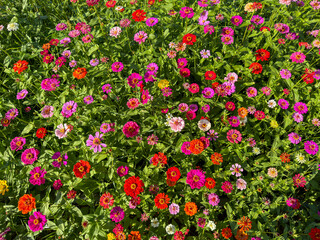 field of colorful flowers