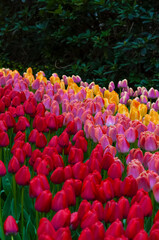 Keukenhof park of flowers and tulips in the Netherlands. Beautiful outdoor scenery at Holland