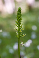  Orchid Inflorescence of Platanthera kuenkelei H.Baumann subsp. kuenkelei (Platanthera bifolia) San...