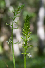  Orchid Inflorescence of Platanthera kuenkelei H.Baumann subsp. kuenkelei (Platanthera bifolia) San...