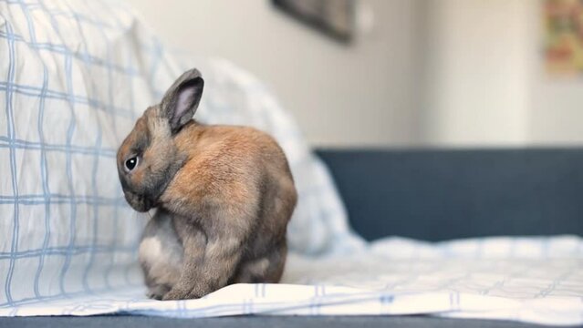 Adorable conejo neerland&eacute;s enano marr&oacute;n lamiendo su pelaje y sacudi&eacute;ndose para limpiarse. Concepto de conejitos como mascota, animal dom&eacute;stico. 