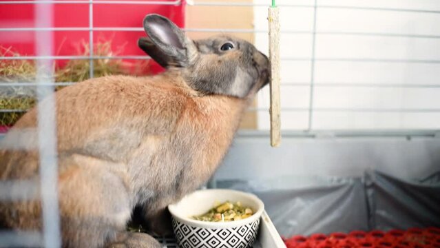 Adorable conejo Neerland&eacute;s enano mordiendo un palo de madera para fortalecer sus dientes dentro de su jaula. Concepto de conejito como mascota, animal dom&eacute;stico. Cuidados y alimentaci&oacute;n para roedores.
