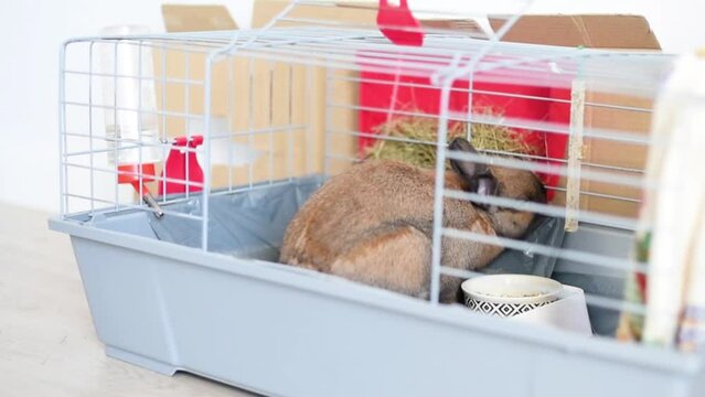 Adorable conejo Neerland&eacute;s enano comiendo heno dentro de su jaula. Concepto de conejito como mascota, animal dom&eacute;stico. Cuidados y alimentaci&oacute;n para roedores.