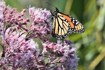 Monarch Butterfly