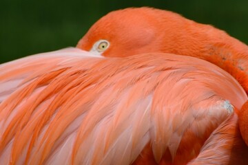 Peek a boo flamingo