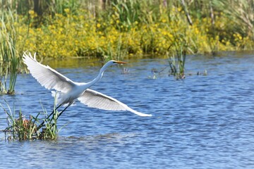 heron in flight