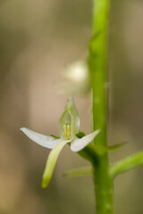  Orchid Inflorescence of Platanthera kuenkelei H.Baumann subsp. kuenkelei (Platanthera bifolia) San...
