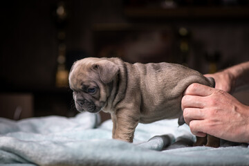 Portrait of a small purebred French bulldog puppy.