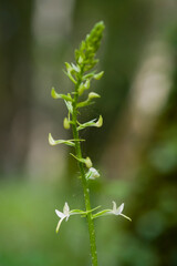  Orchid Inflorescence of Platanthera kuenkelei H.Baumann subsp. kuenkelei (Platanthera bifolia) San...