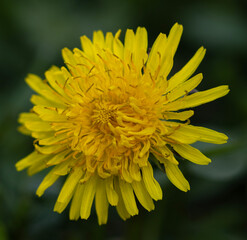 The dandelion flower (Taraxacum officinale) is a vibrant burst of yellow, its head formed by a...