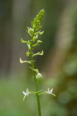  Orchid Inflorescence of Platanthera kuenkelei H.Baumann subsp. kuenkelei (Platanthera bifolia) San...