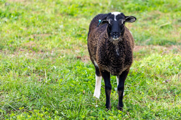 Fototapeta premium sheep on grass
