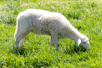 Fototapeta premium sheep in the grass