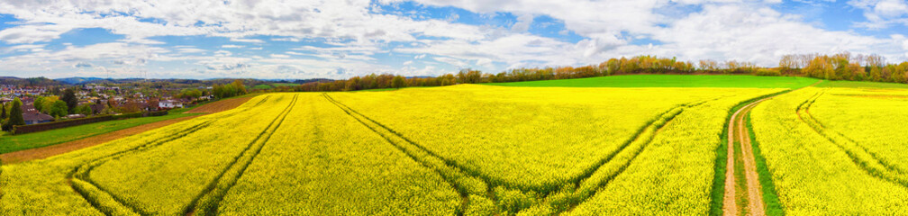 An aerial panoramic view of a large field of bright yellow blooming canola with trees in the background under a pale blue sky with white clouds.
