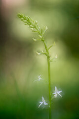  Orchid Inflorescence of Platanthera kuenkelei H.Baumann subsp. kuenkelei (Platanthera bifolia) San...