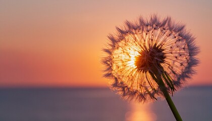 Golden Twilight: Dandelion Glowing in Sunset Hue
