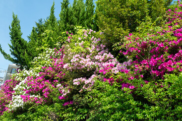 色とりどりのツツジが咲く庭園