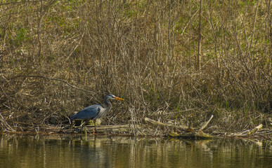 blue heron