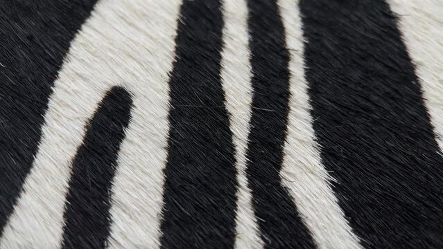 Zebra Leather Texture, Slider Shot