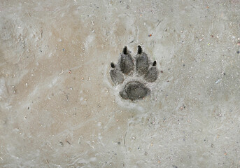 Dog tracks in wet dirt after rain. footstep close up wildlife dog sign background.