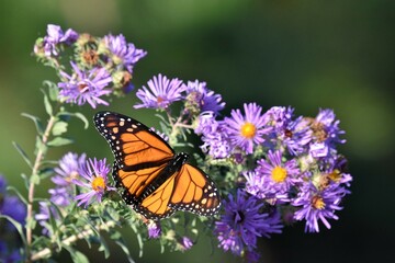 monarch butterfly on flower